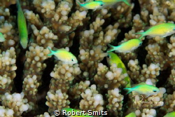 Small, colourful fish swimming over the hard corals in Ma... by Robert Smits 